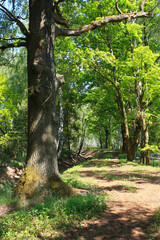 Old Rafting Canal near Oppelhain, Lower Lusatia, Germany
