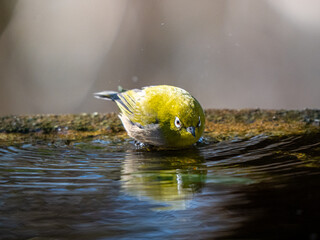 Japanese White-eye in the water
