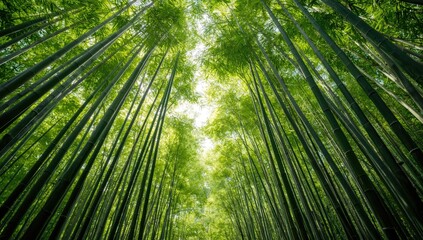 Fototapeta premium Bamboo forest scene featuring a bamboo pole, ideal for UI backdrop or editorial header