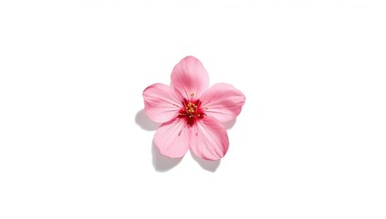 Naklejka premium Single pink cherry blossom bloom on a clean white backdrop, suitable for decorative layouts
