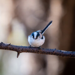 Long-tailed tit on branch