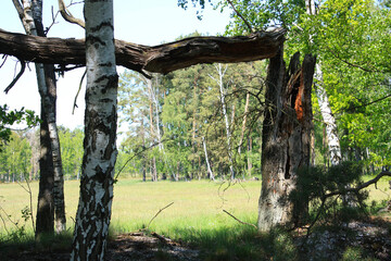 Broken Tree in Lower Lusatia, Germany
