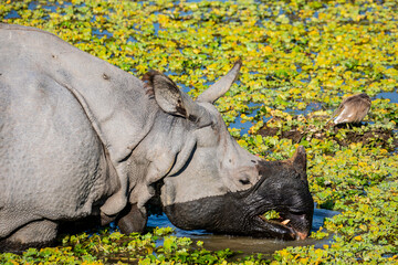 A greater one-horned rhinoceros (Rhinoceros unicornis) feeds on aquatic plants in a lake at Kaziranga National Park, Assam, India, calmly wading through shallow water. © Danny Ye