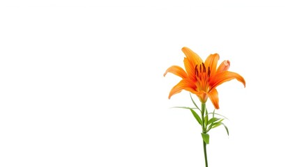 Single lily flower on a white backdrop, suitable for botanical illustration or decorative use, flower textures