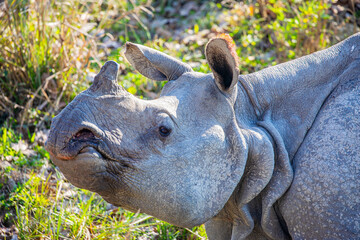 A close-up portrait of a greater one-horned rhinoceros in Kaziranga National Park, highlighting its thick armored skin and powerful presence.