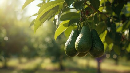 Ripening avocado on the tree in the orchard, natural fruit development, World Food Day