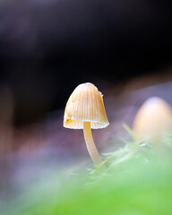 mushroom in the forest