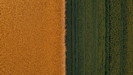 Fototapeta premium Drone perspective showing yellow wheat fields adjacent to lush green farmland, highlighting agricultural land division