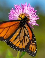 Monarch butterfly perched on a vibrant pink and yellow flower