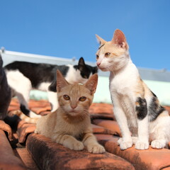 Cats family © Silvio