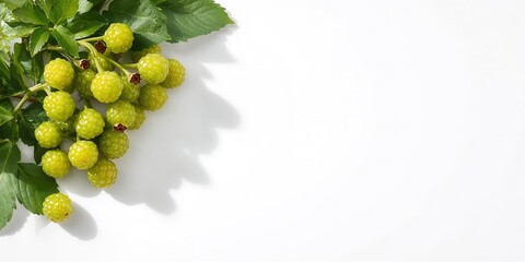 Green gooseberries with leaf isolated on white, illustrating raw produce for healthy snacking