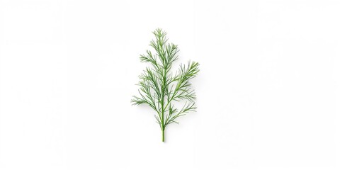 Fototapeta premium Single dill herb branch isolated over white background, used as a culinary garnish or seasoning ingredient