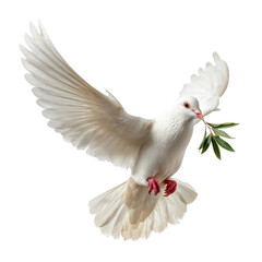 White dove carrying leafy branch in flight