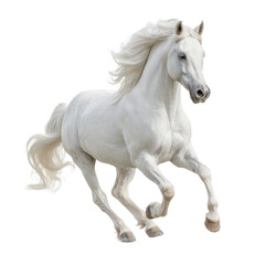 Fototapeta premium White horse galloping on a clear day