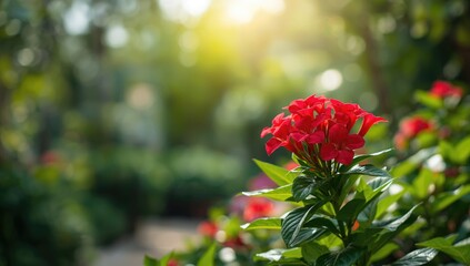 Red Vinca Wanita plant with bright blooms in a natural environment, ideal for floral design backgrounds