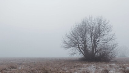 Snow-covered forest with closely packed trees highlighting winter landscape features