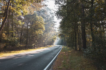 Fototapeta premium Foggy forest road with sun rays through mist in autumn