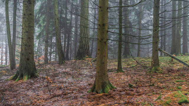 when it's raining frost - wenn es Frost regnet