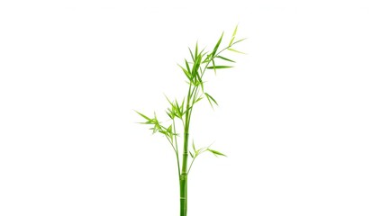 Fototapeta premium Bamboo plants with fresh green stalks on a plain white backdrop, ideal for background applications
