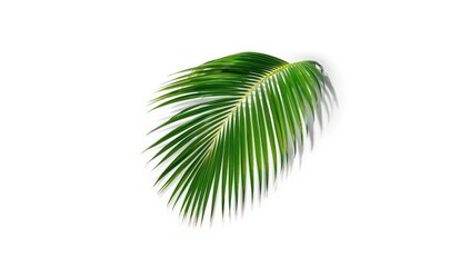 Single green coconut palm frond on white backdrop, ideal for nature-themed layouts or botanical headers, Earth Day