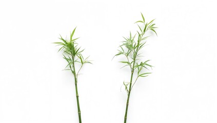 Fototapeta premium Green bamboo branches with leaves used as natural decor elements for eco-friendly design, World Environment Day