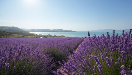 Fototapeta premium Lavender crops adjacent to a water body in Hungary, landscape for tourism or agriculture