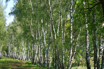 Obraz premium Birch Trees in Lower Lusatia, Germany 