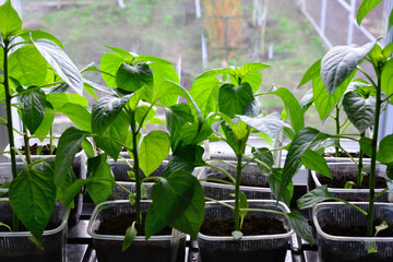 Young green pepper seedlings growing on a windowsill back light