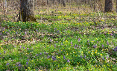 Forest Floor Adorned with Spring Wildflowers and sunlight