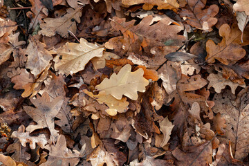 Autumn in the park, Orange, brown and yellow fallen oak leaves. Autumn background with dried leaves in the sunlight