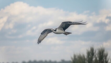 Obraz premium Springtime osprey soaring against a bright sky, focusing on bird and fish interactions, World Bird Day