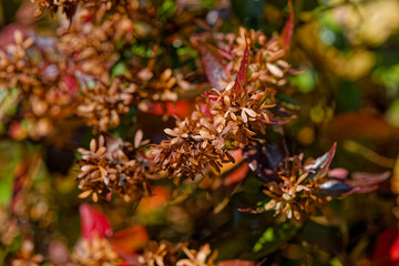 Ab&eacute;lie &agrave; grandes fleurs en hiver