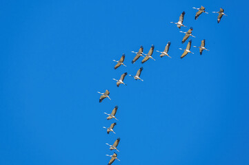 cranes flying overhead