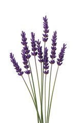 Naklejka premium Fragrant purple lavender sprigs with green stems, background removal cut-out for herbal and wellness design.