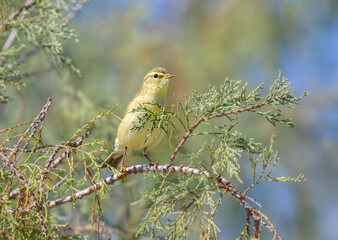 A willow warbler, Phylloscopus trochilus, perching on a branchlet, the leaf warbler is a migratory bird, Corfu, Greece