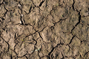Prolonged lack of moisture leaves soil cracked, lifeless, and unable to support healthy plant growth.
