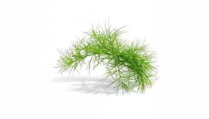 Fototapeta premium Fresh dill herb with delicate fronds placed on a plain white surface, ideal for seasoning dishes