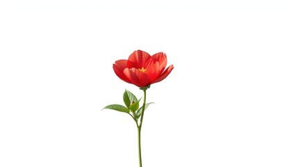 Obraz premium Red flower placed on a plain white surface, serving as a visual element for editorial or UI backgrounds