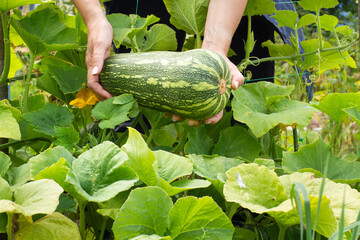 hands of gardener hold a pumpkin among the thickets