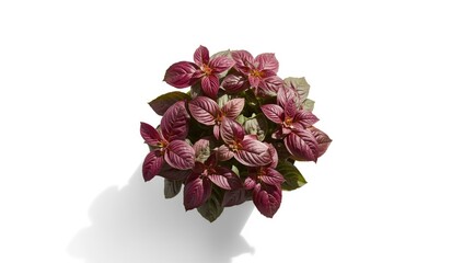 Red-leaved basil plant in a container focusing on herb gardening techniques, related to National Gardening Week