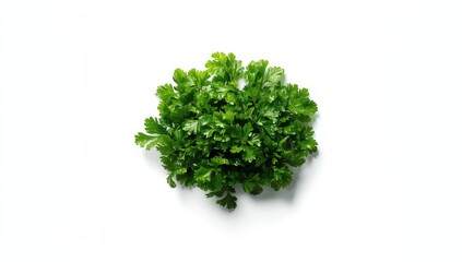 Fototapeta premium Fresh parsley chopped for cooking or garnishing, highlighting food preparation techniques.