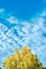 黄金色の葉と鮮やかな空