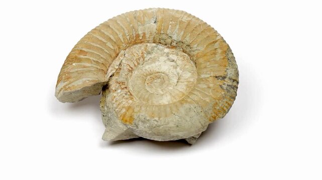 Ancient Ammonite Fossil Spiral Shell For Geology Education And Vintage Decor