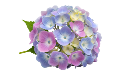 Pink and Blue Hydrangea Blossom with Green Leaf flower