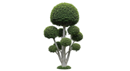 A single green cactus plant grows in a decorative pot as a natural symbol of ecology and garden growth isolated against a background representing an eco friendly environment concept