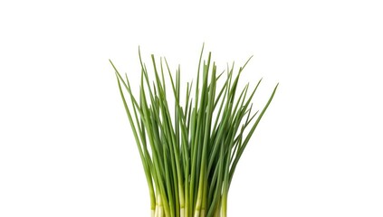 Field of green onions on white background serving as a natural texture for spring layouts, isolated