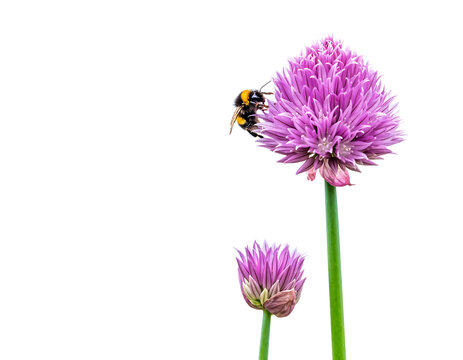 bumblebee on a flower