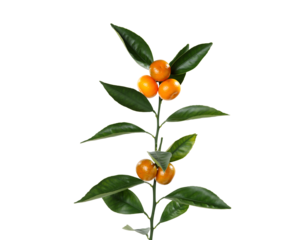 orange flower isolated on white