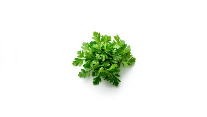 Fototapeta premium Fresh green coriander leaves isolated on white, useful for food presentation and menu design