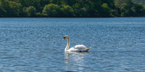 Fototapeta premium Serene lake scene featuring a graceful swan, clear blue water, and lush green trees, ideal for nature backgrounds